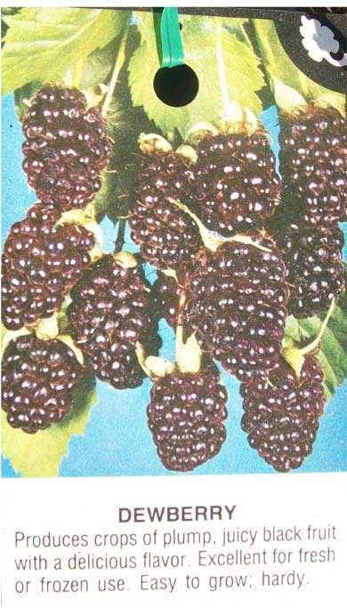 Austin Dewberry 1 Gal. Live Plant Delicious Nutritious Health Plants Dewberries