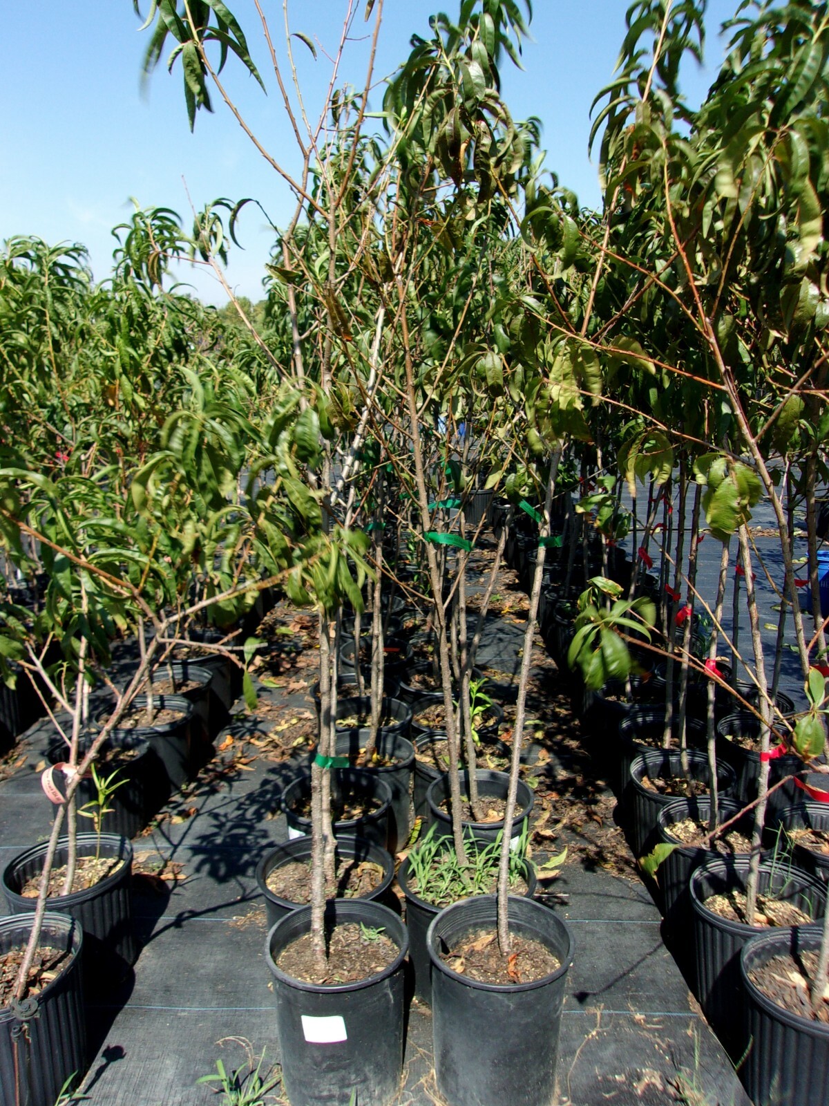 FLAVOR RICH PEACH 4-6 FT TREE PLANT SWEET JUICY PEACHES FRUIT TREES PLANTS