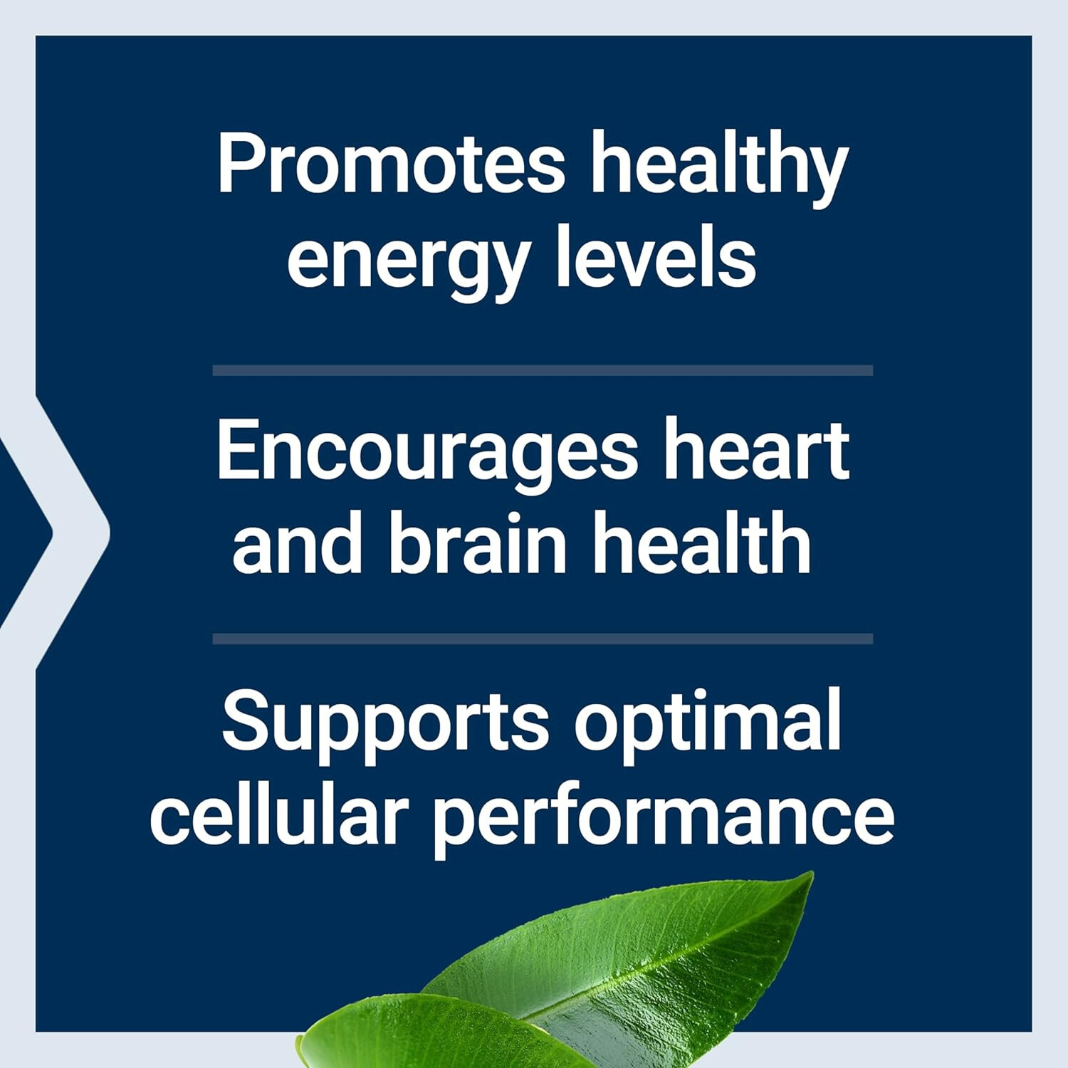 Life Extension L-Carnitine 500mg 30 VegCap
