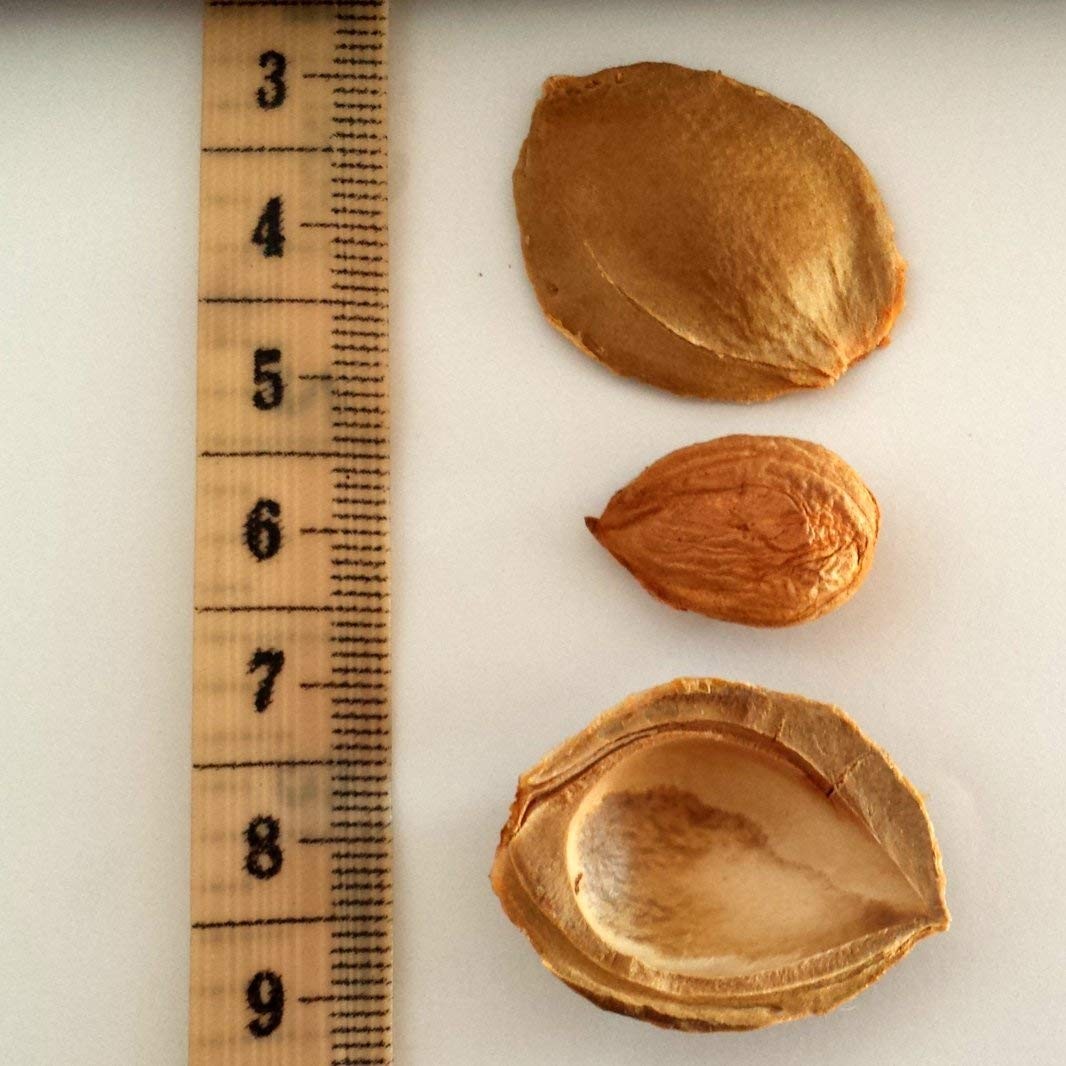 Apricot Seeds California Grown Bitter Raw 100% All 8 Ounce (Pack of 1)