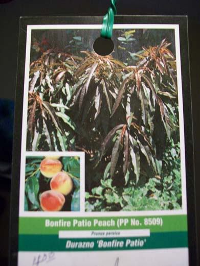 3′-4′ Bonfire Patio Peach Fruit Tree Live Healthy Plant Trees Garden Plants Home