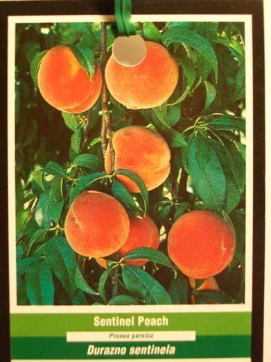SENTINEL PEACH 4-6 FT TREE PLANT SWEET JUICY PEACHES FRUIT TREES PLANTS