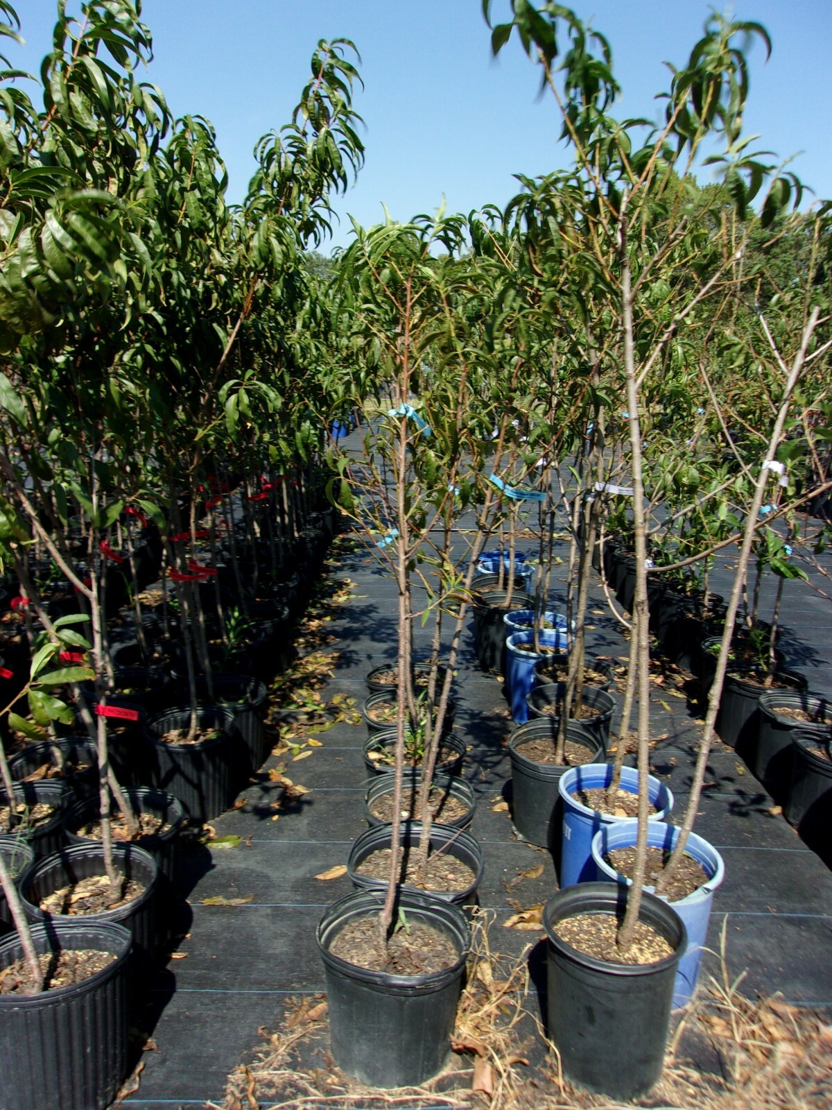DERBY PEACH 4-6 FT TREE PLANT SWEET JUICY PEACHES FRUIT TREES PLANTS ORCHARD