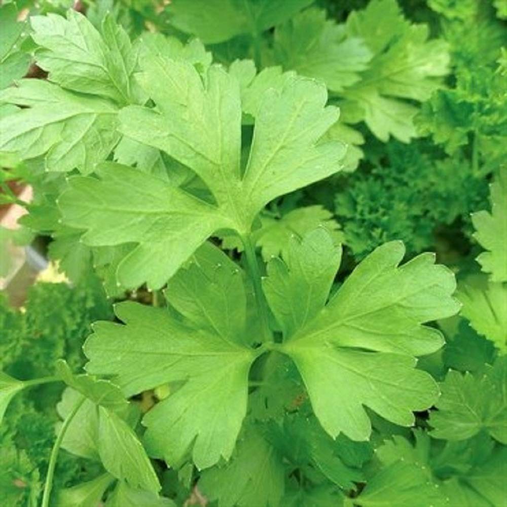 Plain or Single Parsley Seeds – 25 Count Seed Pack – Non-GMO – A Small Version o