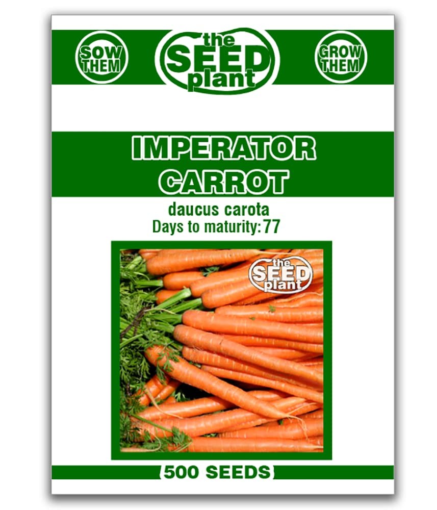 Imperator Carrot Seeds – 500 Seeds Non-GMO