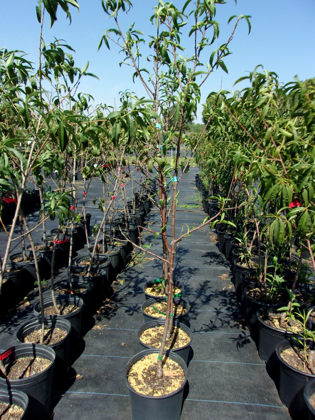 ROYAL ZEST THREE PEACH 4-6 FT TREE PLANT SWEET JUICY PEACHES FRUIT TREES PLANTS