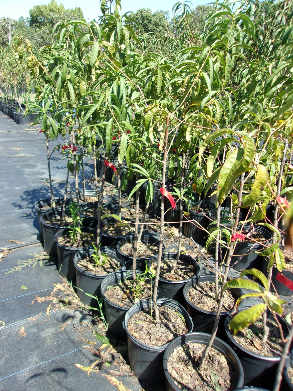 FLAME PRINCE PEACH 4-6 FT TREE PLANT SWEET JUICY PEACHES FRUIT TREES PLANTS