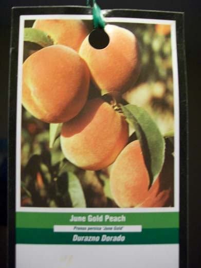 JUNE GOLD PEACH 4-6 FT Fruit Tree Plant Healthy Trees Grow Sweet Juicy Peaches