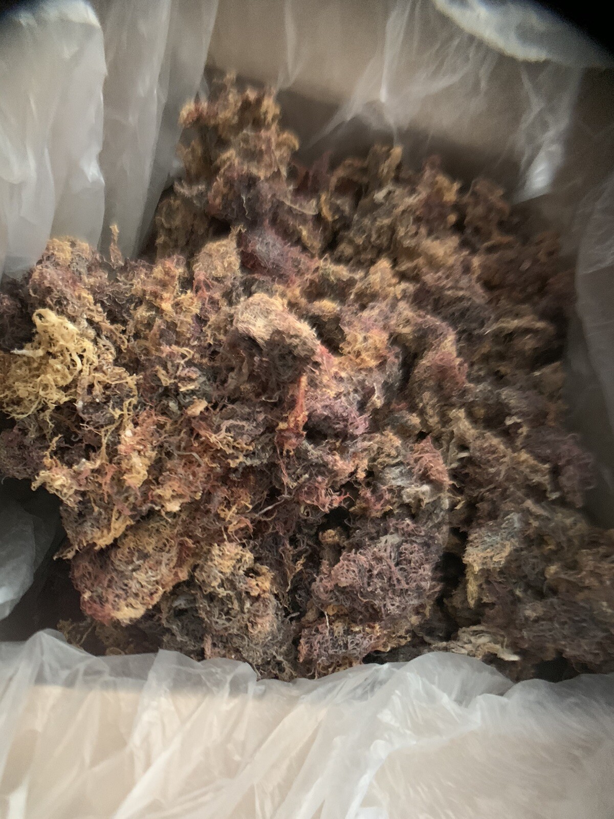 WILDCRAFTED Raw Purple. Jamaican Irish Sea Moss BULK Order 1Lb Resale Pack