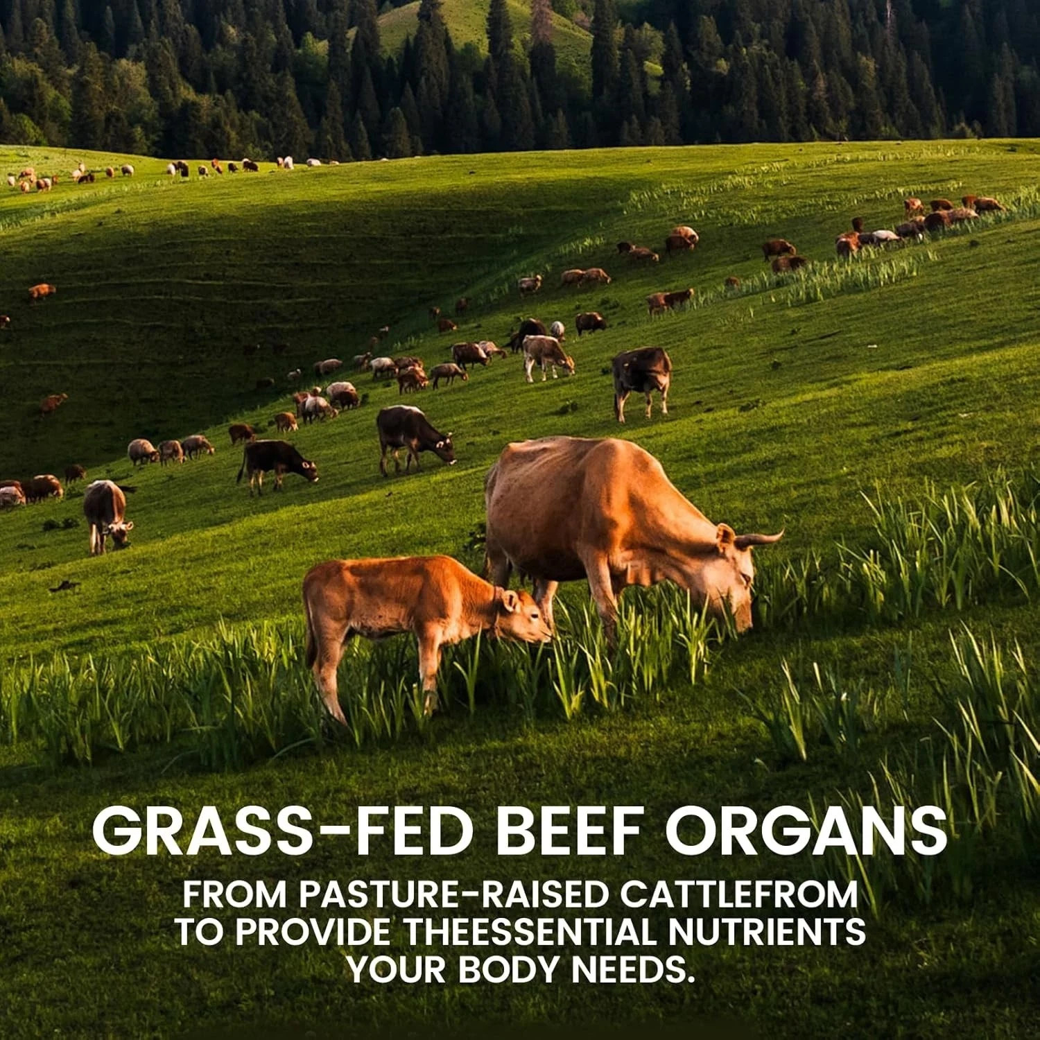 Forgebody Beef Organ Complex Supplement for Men 120 Capsules Grass Fed Beef