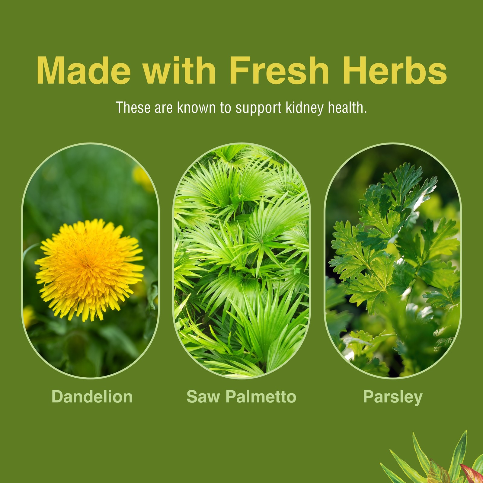 Kidney Tonic Herbs Etc. 60 count Softgel