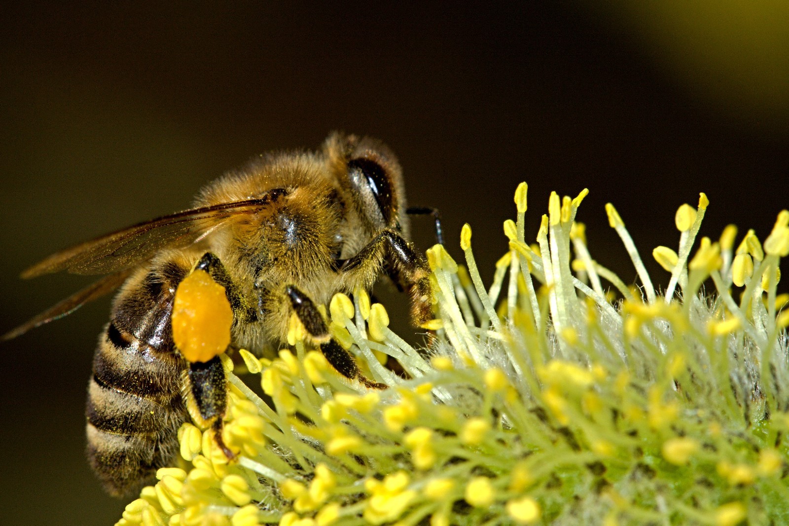 BEE POLLEN 100% Pure Natural Non Processed Bee Pollen Granules 2 lbs