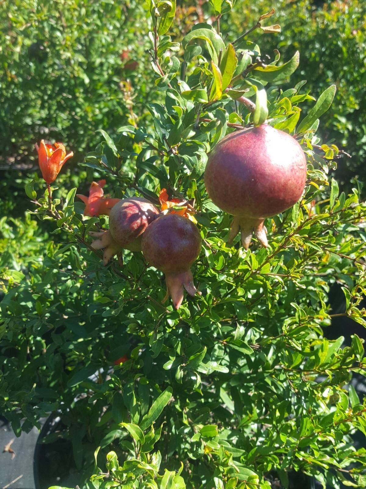Dwarf Pomegranate Tree 3 Gal. Live Healthy Plant Health Fruit Garden Trees NOW