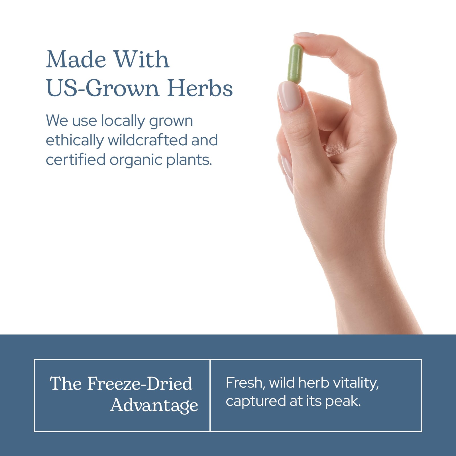 Eclectic Herb – Garlic Capsules | Cardiovascular Heart Health and Immune Supp…