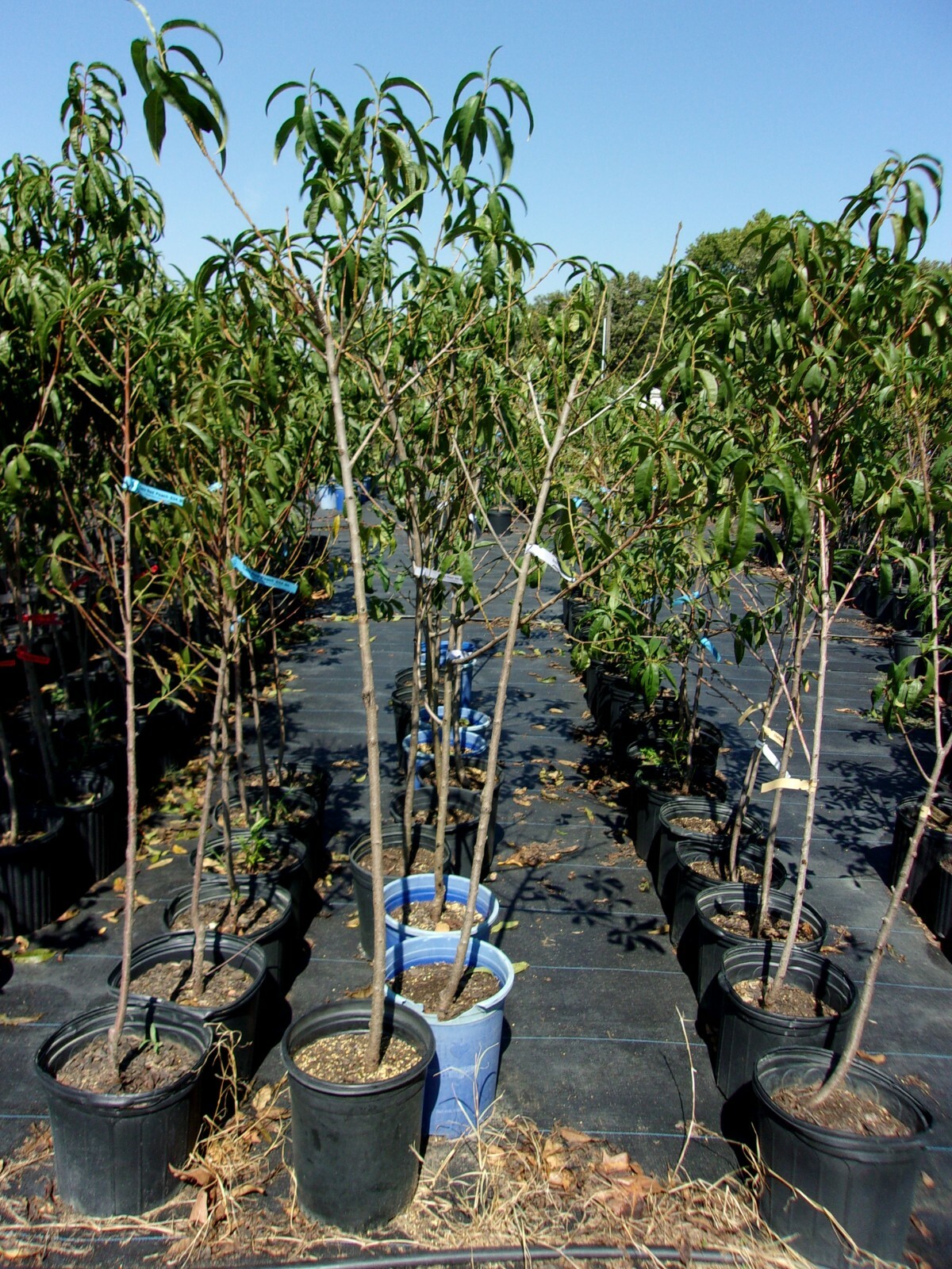 CHALLENGER PEACH 4-6 FT TREE PLANT SWEET JUICY PEACHES FRUIT TREES PLANTS NOW