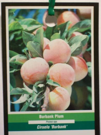 BURBANK PLUM 4′-6′ Fruit Tree Sweet Plums Plant Healthy Trees Orchard Garden Now