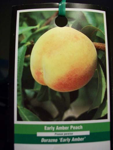 EARLY AMBER PEACH 4′-6′ Fruit Tree Plant Sweet Peaches Orchard Trees Garden Plan