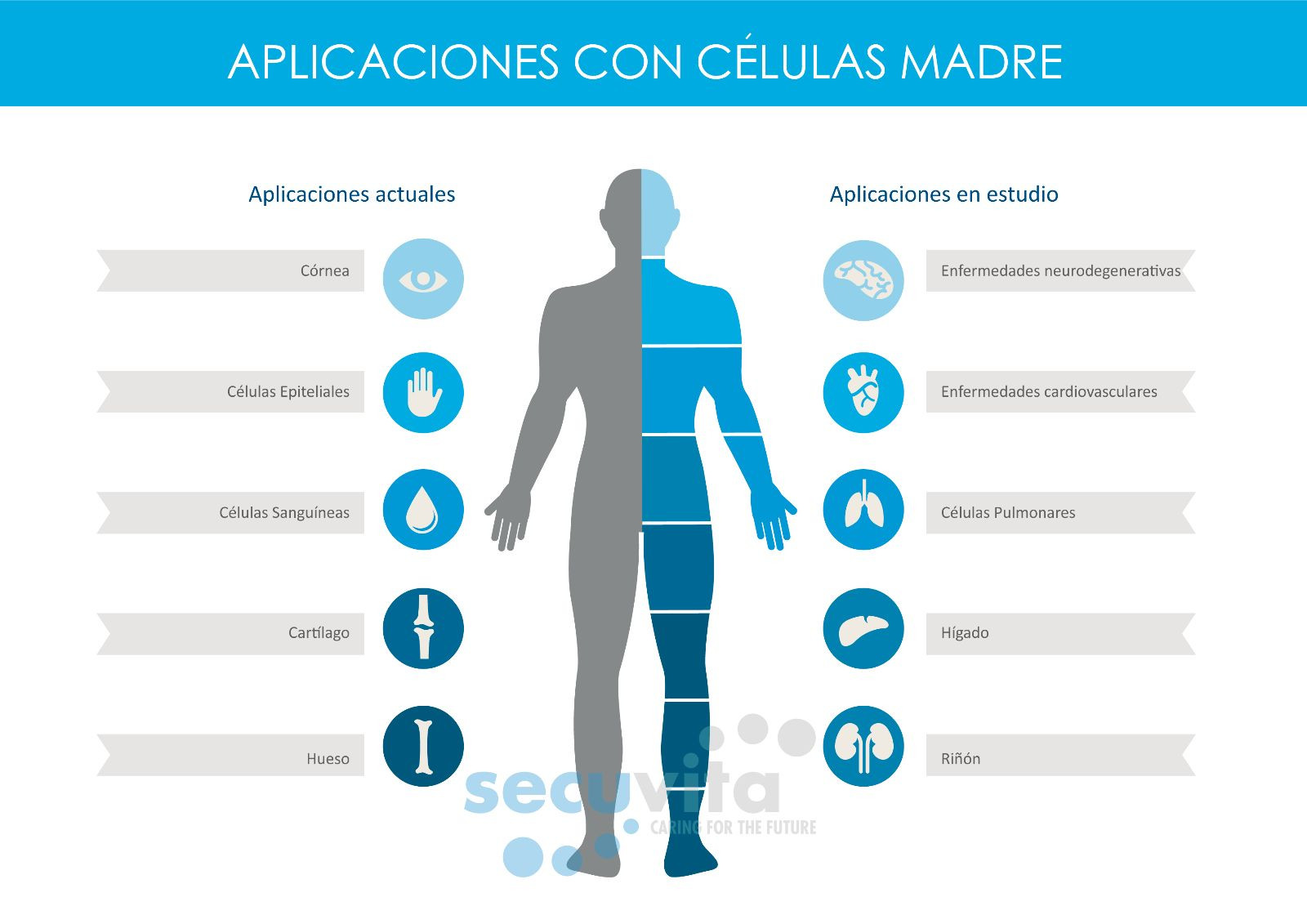 Celulas Madres 60 cap + Cream Biomatrix Madre Cell Plus