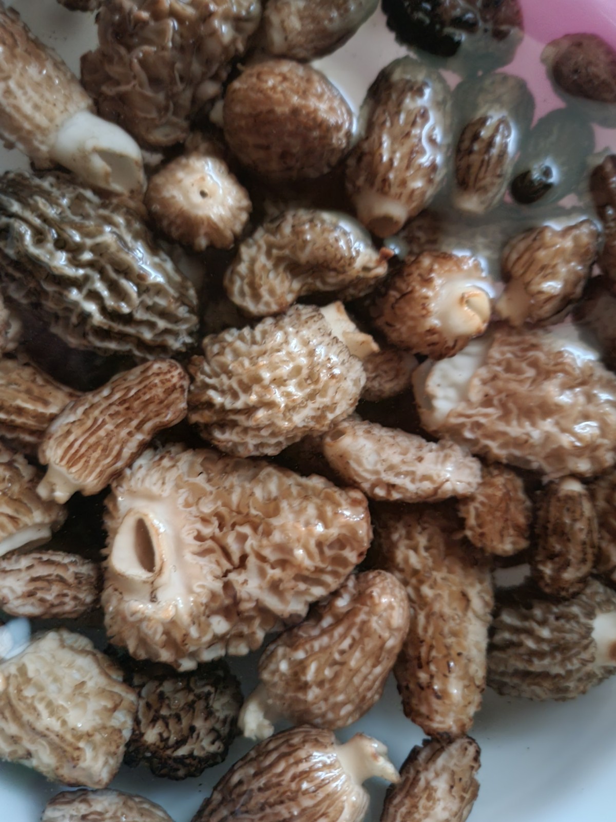 Whole Dried Morel Mushrooms 16 OZ. New 2025 FAST FREE-SHIPPING