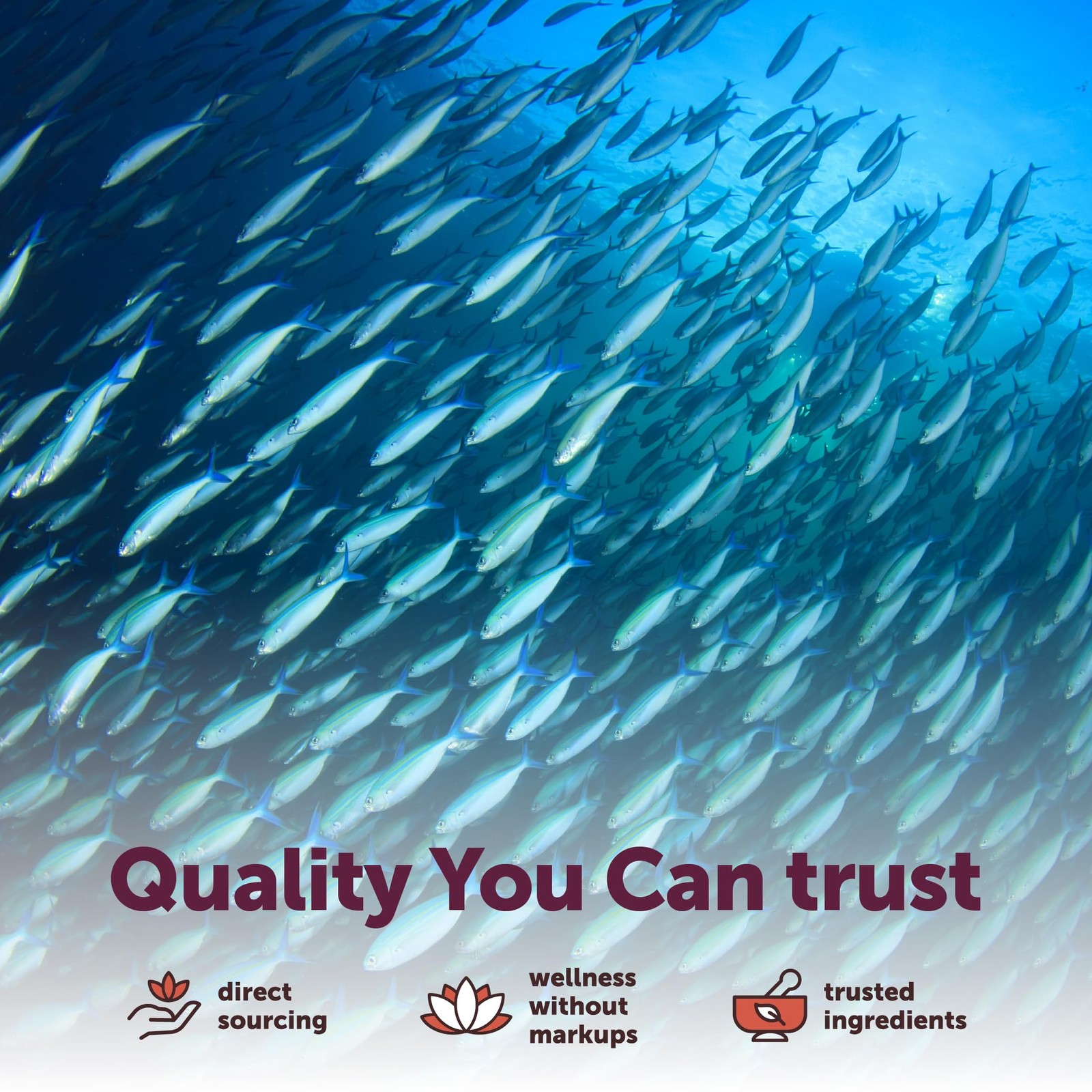 Micro Ingredients Omega-3 Fish Oil Women 240 Softgels 80 Servings EPA DHA Biotin