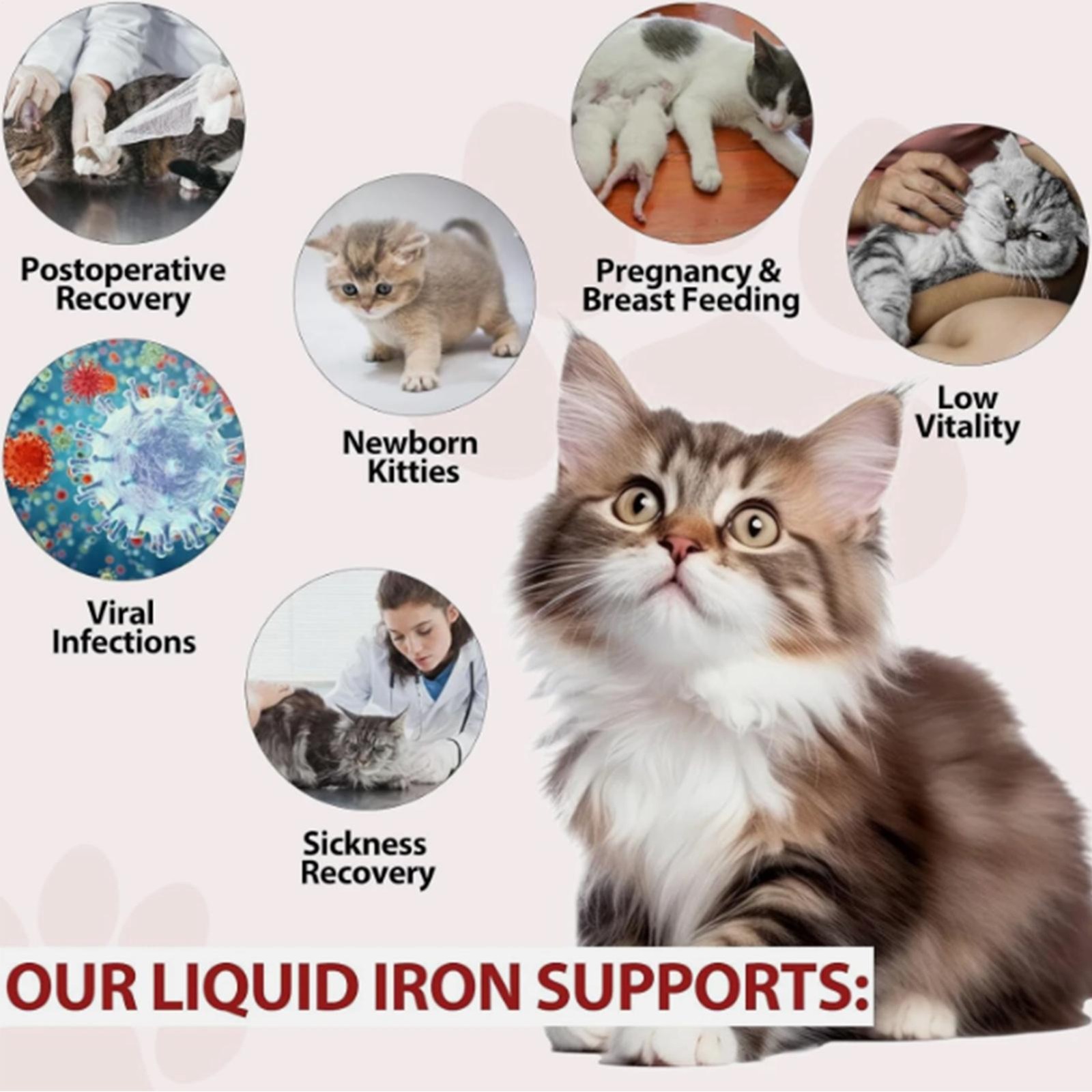 Iron Supplements For Cats, 60ML Liquid Iron Plus Folate And B12 Enhances Anemia