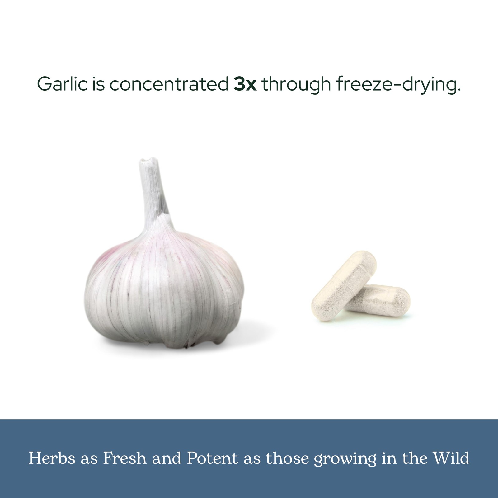 Eclectic Herb – Garlic Capsules | Cardiovascular Heart Health and Immune Supp…
