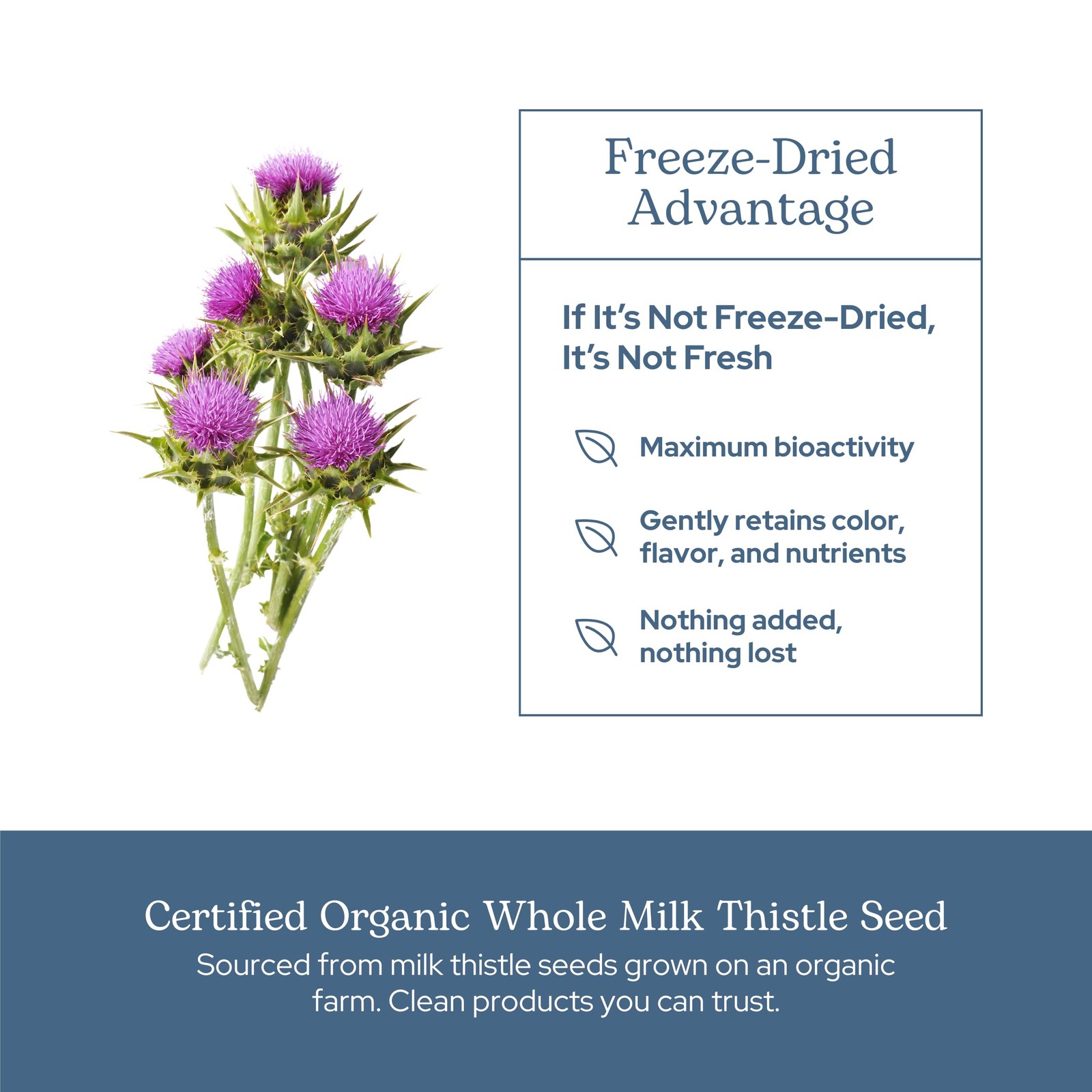 Eclectic Herb – Premium Freeze Dried Milk Thistle Capsules | Silymarin