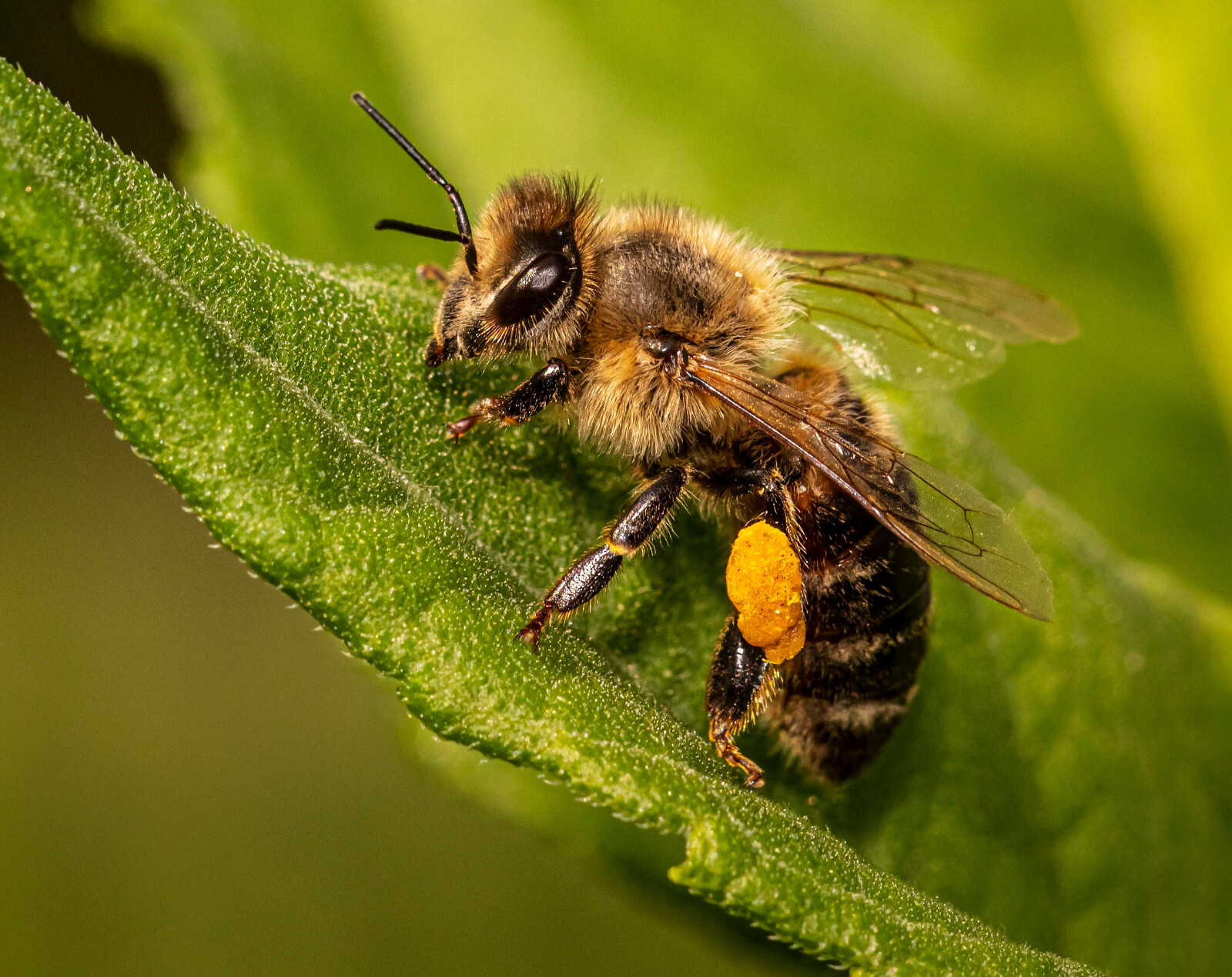 Organic Bee Pollen powder. TOP QUALITY. 100 % ORGANIC FRESHLY HARVEST 2022