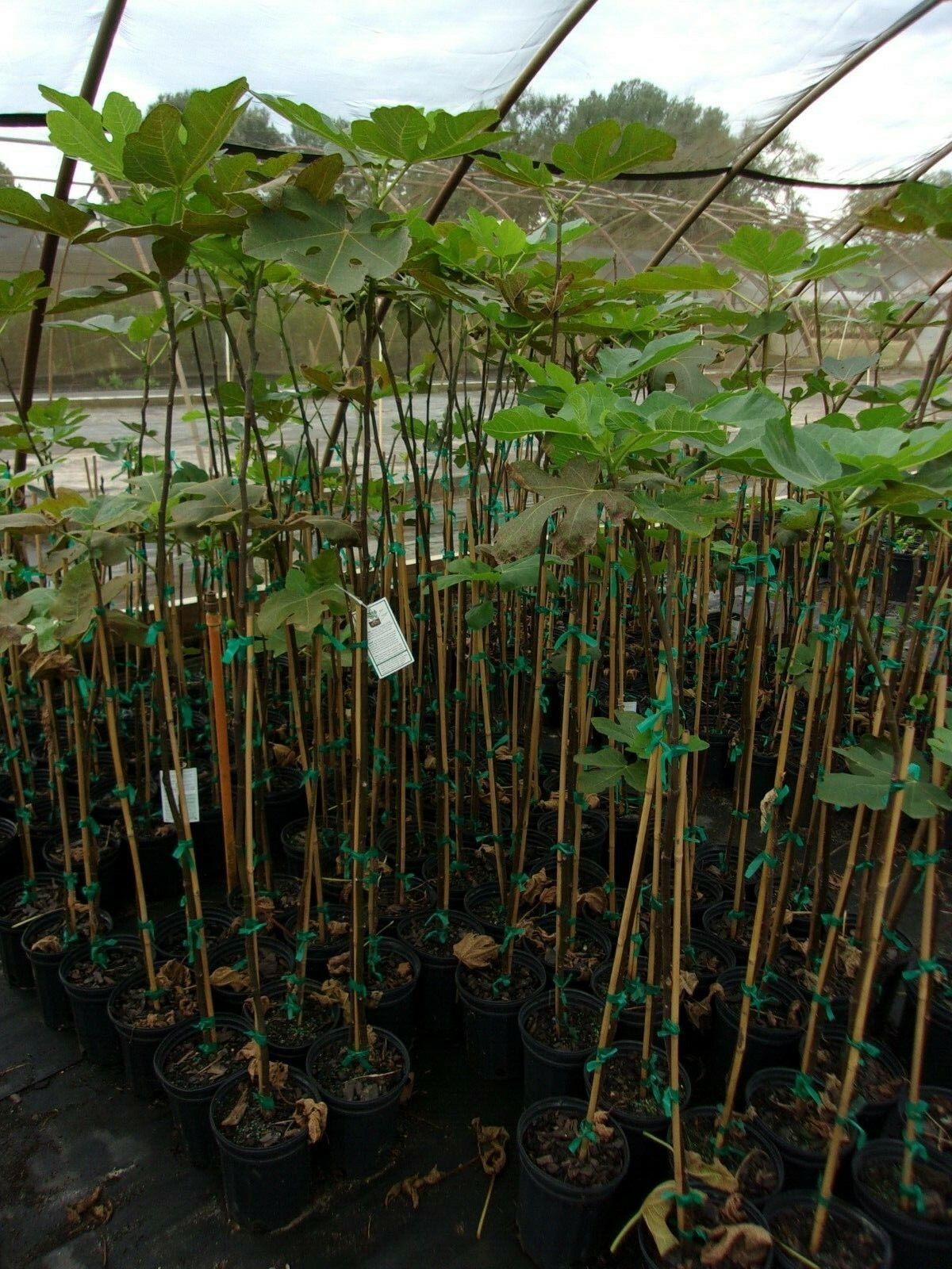 Celeste Fig 4′-6′ Tree Healthy Garden Plants Live Plant Sweet Figs Trees Orchard