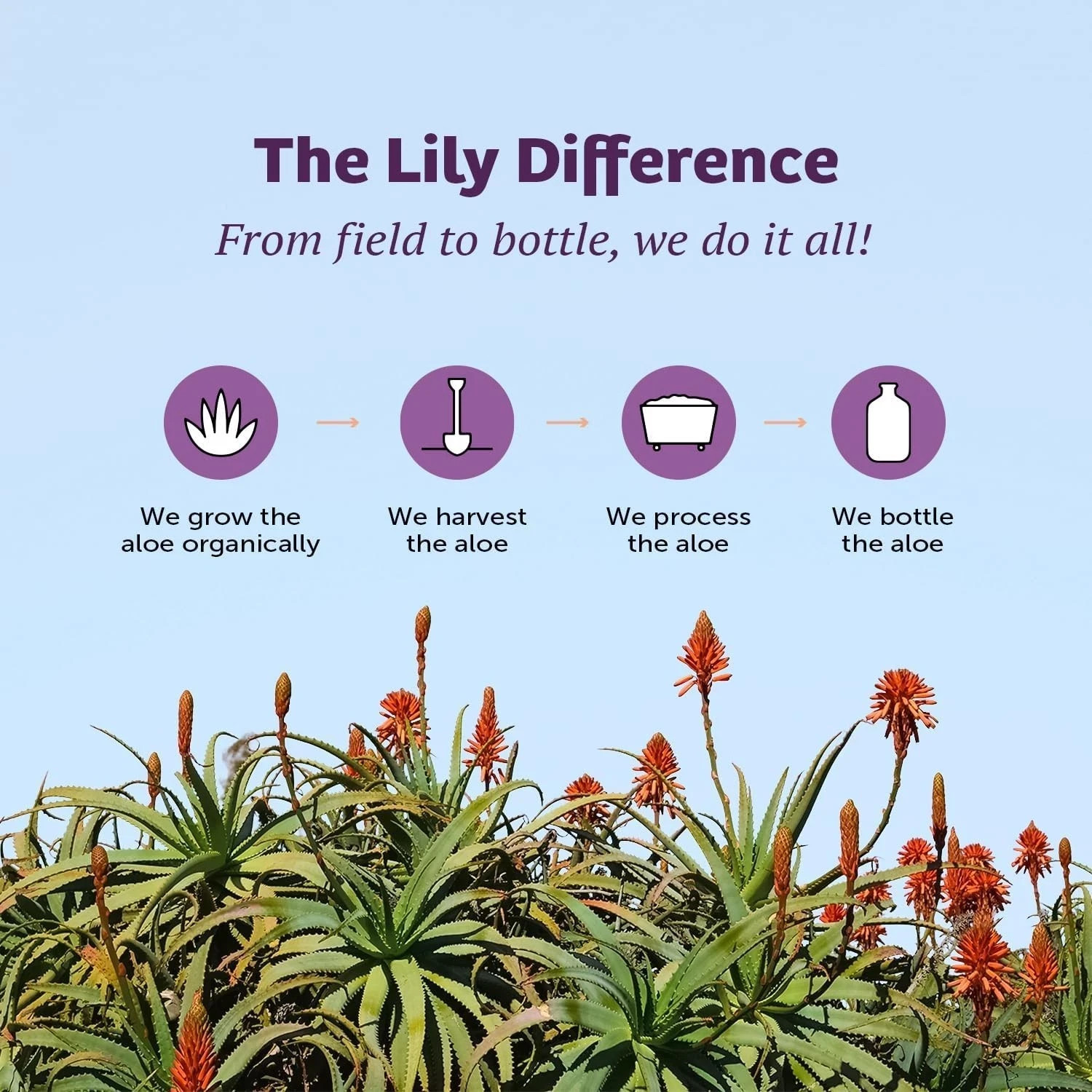 Lily of the Desert Aloe Vera Gel Whole Leaf (Filtered) 128 fl.oz Each (Pack of 3