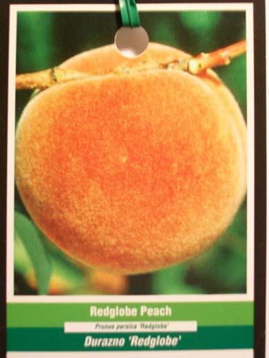 RED GLOBE PEACH 4-6 FT TREE PLANT SWEET JUICY PEACHES FRUIT TREES GARDEN PLANTS