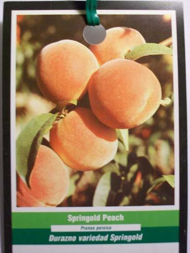 SPRINGOLD PEACH 4-6 FT TREE PLANT SWEET JUICY PEACHES FRUIT TREES PLANTS