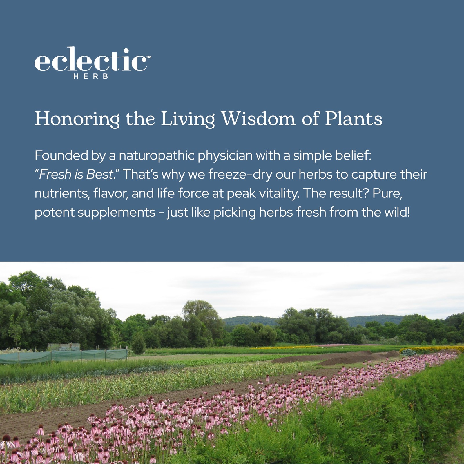 Eclectic Herb – Premium Freeze Dried Milk Thistle Capsules | Silymarin
