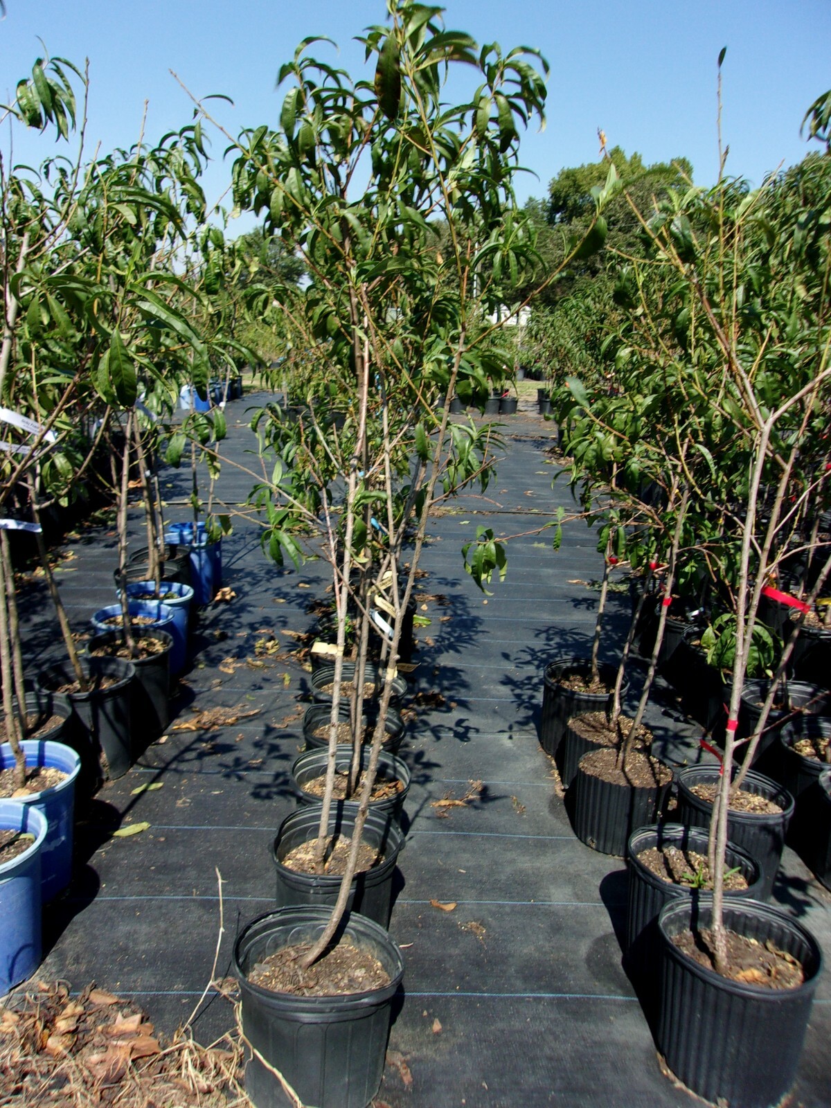FIRE PRINCE PEACH 4-6 FT TREE PLANT SWEET JUICY PEACHES FRUIT TREES PLANTS