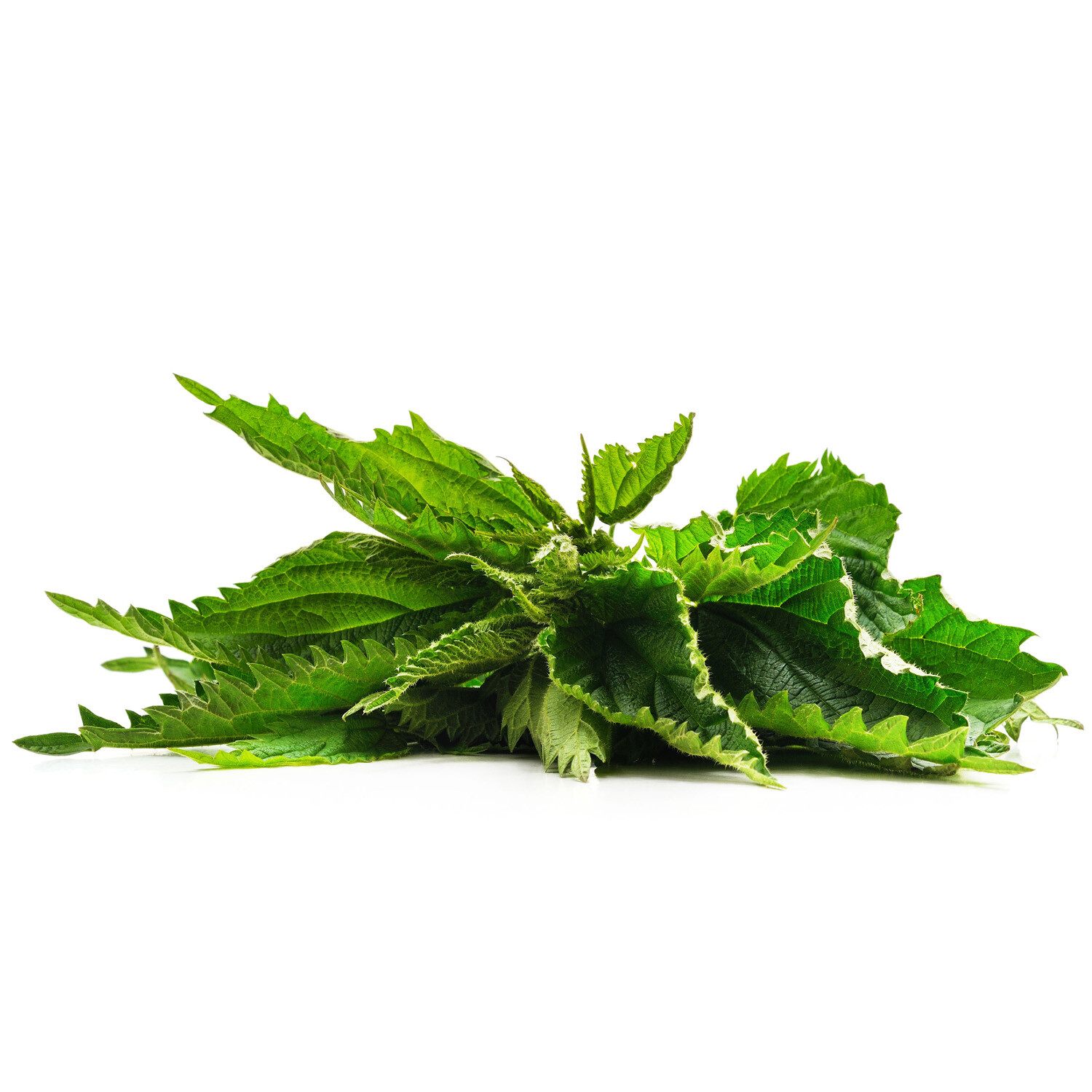 Nettle Leaf Tea Bags Mega-Pack (100) Premium Caffeine-Free Herbal Leaf Tea bags