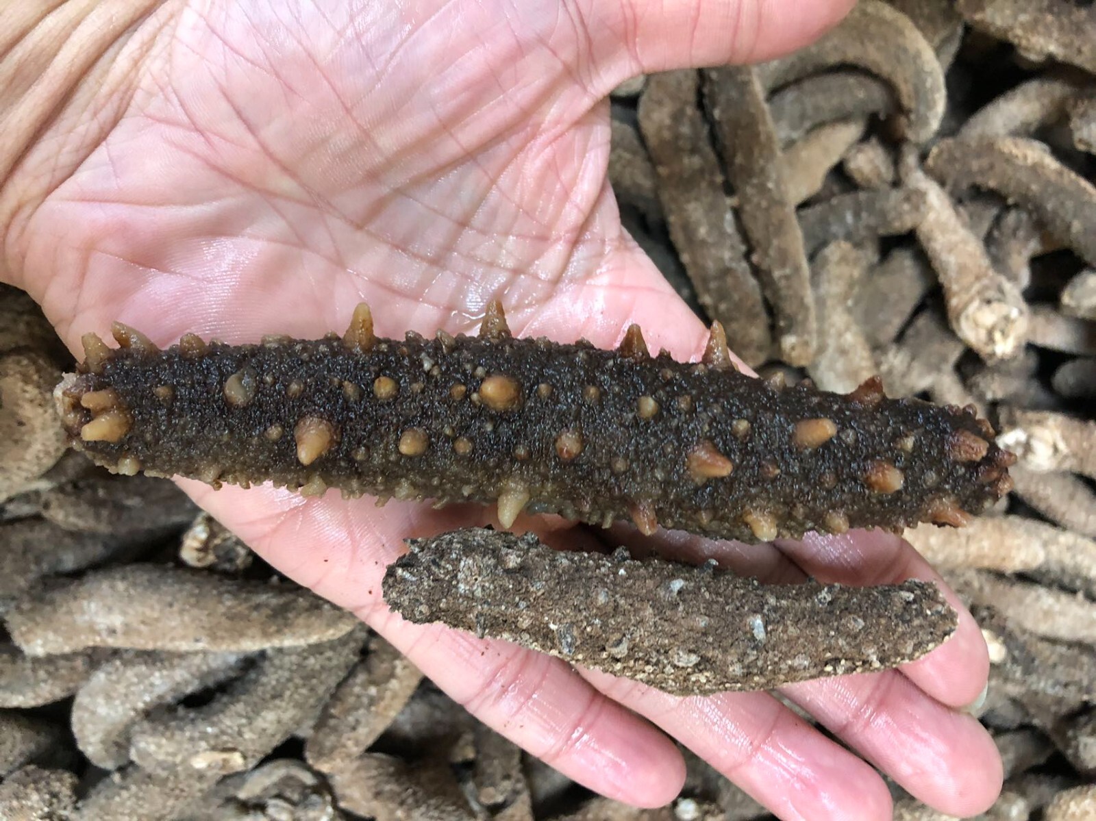 阿拉斯加红参(海参)Super 3A natural Sun Dried ALASKA Red Sea Cucumber(Size XL)1LB/Bag