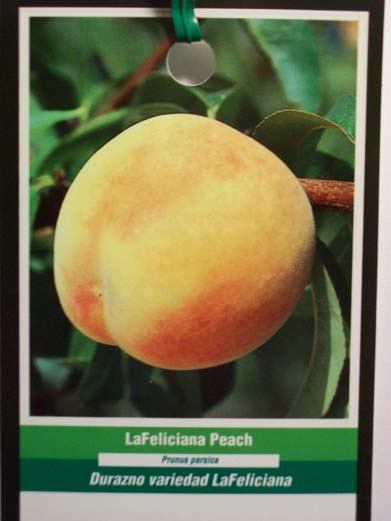 La Feliciana Peach 4-6 FT Fruit Tree Plant Healthy Trees Grow Delicious Peaches
