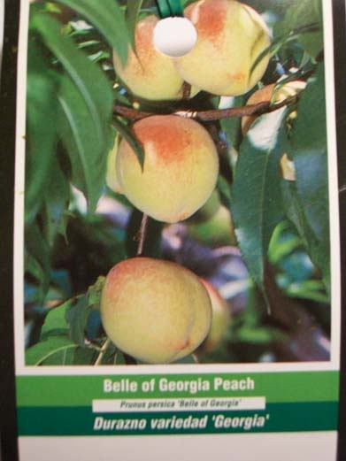 BELLE OF GEORGIA PEACH 5′-6′ TALL Fruit Tree Plant Live Trees Grow Sweet Peaches