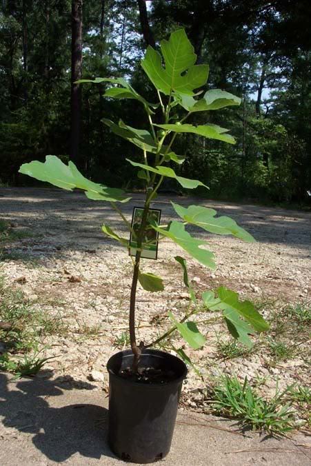 Celeste Fig 1′-3′ Tree Healthy Garden Plants Live Plant Sweet Figs Trees Fresh