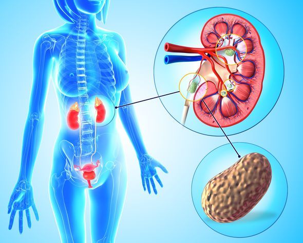 Cellular Hydration – KIDNEY SUPPORT – Herbal Flush 2 Bottles 120 Capsules