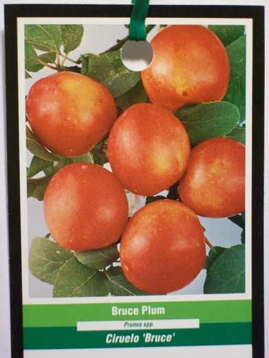 BRUCE PLUM 4′-6′ Fruit Tree Plant Healthy Trees Juicy Sweet Natural Plums Garden