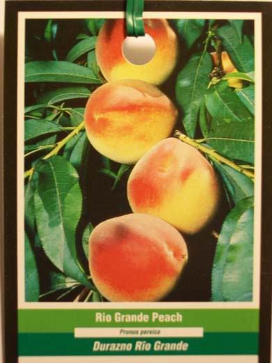 RIO GRANDE PEACH 4-6 FT TREE PLANT SWEET JUICY PEACHES FRUIT TREES PLANTS