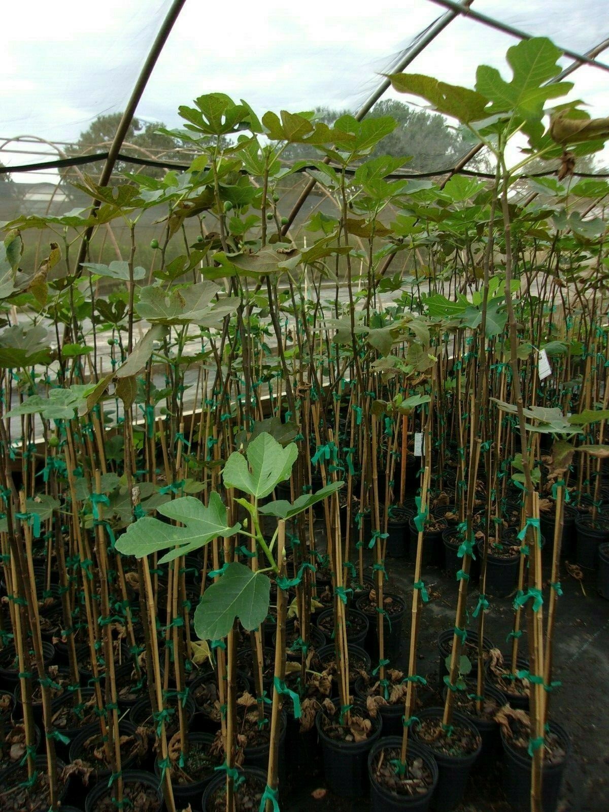Texas Everbearing Fig 4-6 Ft. Tree Healthy Garden Plants Plant Figs Trees Fruit