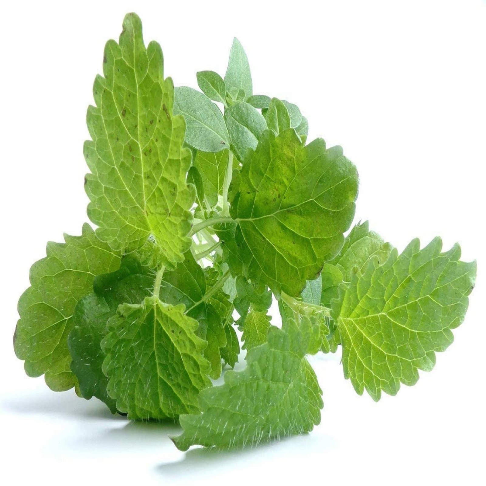 Lemon Balm Seeds -25 Count Seed Pack- A Calming Herb for Your Garden and Kitchen